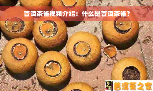 普洱茶雀视频介绍：什么是普洱茶雀？