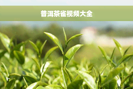 普洱茶雀视频大全