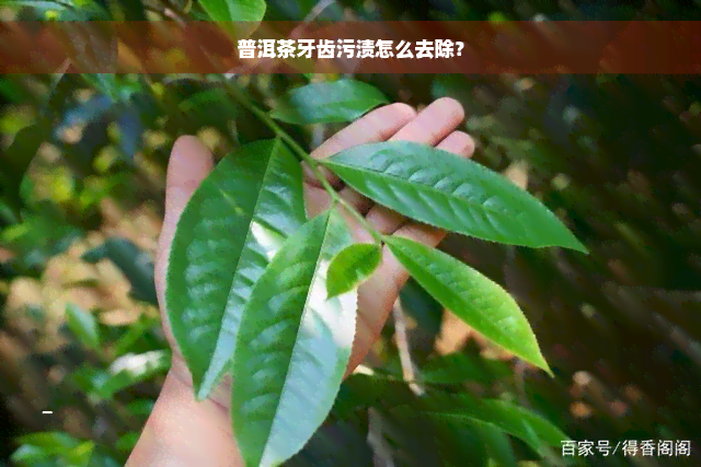 普洱茶牙齿污渍怎么去除？