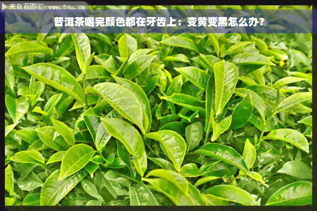 普洱茶喝完颜色都在牙齿上：变黄变黑怎么办？