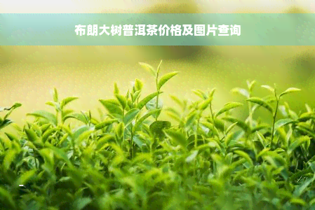 布朗大树普洱茶价格及图片查询