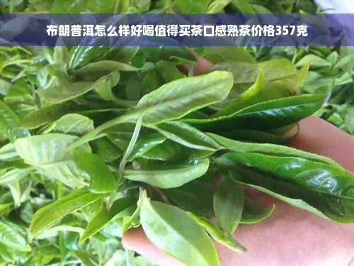 布朗普洱怎么样好喝值得买茶口感熟茶价格357克