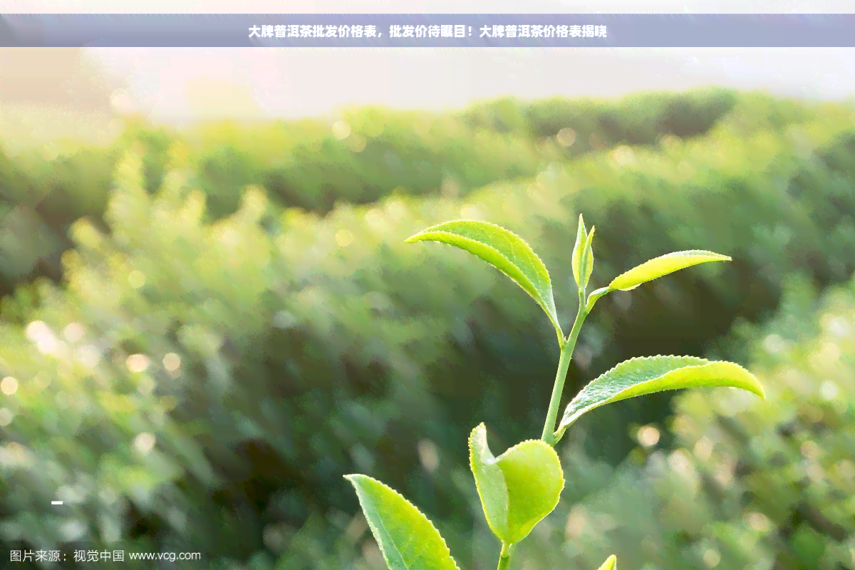 大牌普洱茶批发价格表，批发价待瞩目！大牌普洱茶价格表揭晓