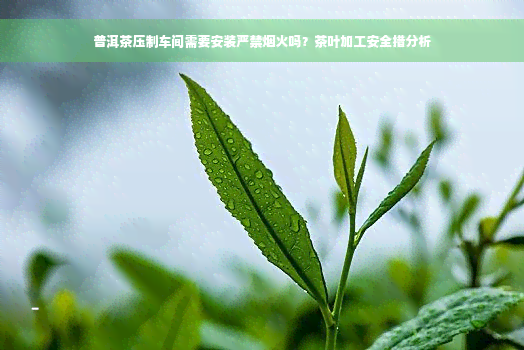 普洱茶压制车间需要安装严禁烟火吗？茶叶加工安全措分析