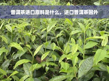 普洱茶进口原料是什么，进口普洱茶国外