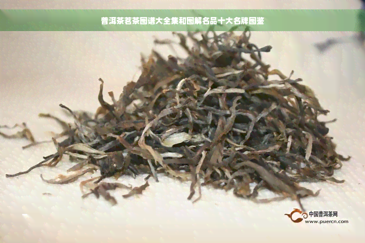 普洱茶茗茶图谱大全集和图解名品十大名牌图鉴