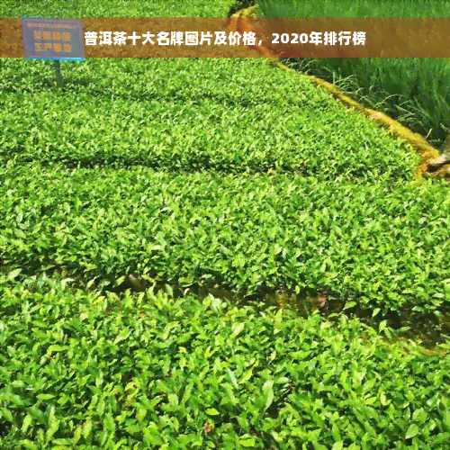 普洱茶十大名牌图片及价格，2020年排行榜