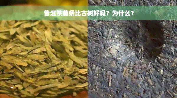 普洱茶藤条比古树好吗？为什么？