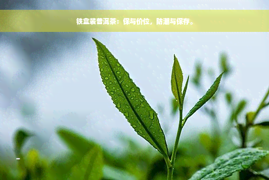 铁盒装普洱茶：保与价位，防潮与保存。