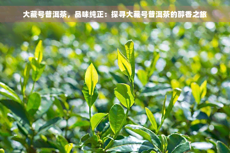 大藏号普洱茶，品味纯正：探寻大藏号普洱茶的醇香之旅