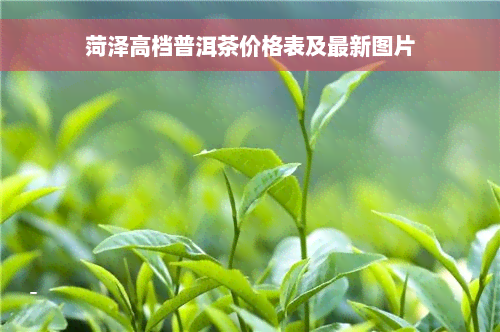 菏泽高档普洱茶价格表及最新图片