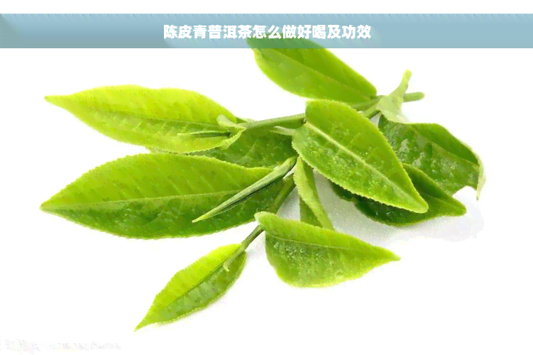 陈皮青普洱茶怎么做好喝及功效