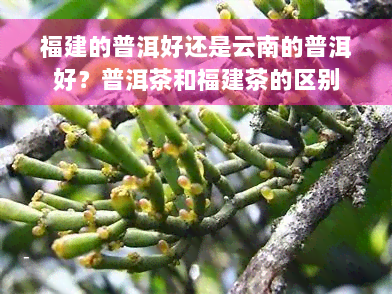 福建的普洱好还是云南的普洱好？普洱茶和福建茶的区别