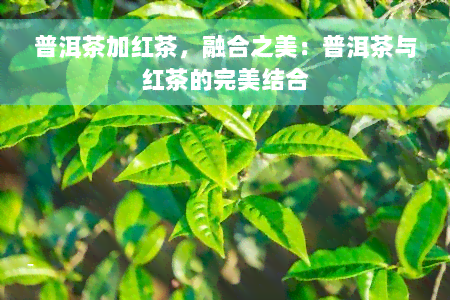 普洱茶加红茶，融合之美：普洱茶与红茶的完美结合