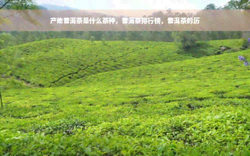 产地普洱茶是什么茶种，普洱茶排行榜，普洱茶的历