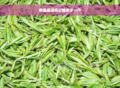 南园普洱茶价格多少一斤