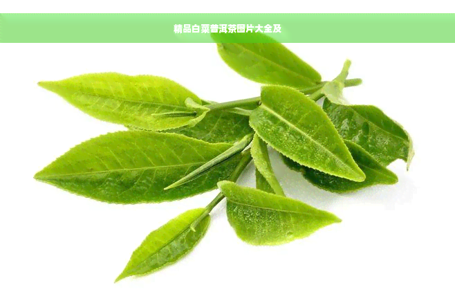 精品白菜普洱茶图片大全及