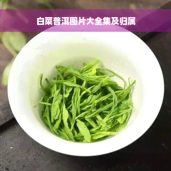 白菜普洱图片大全集及归属