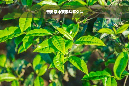 普洱茶冲茶泰斗怎么冲