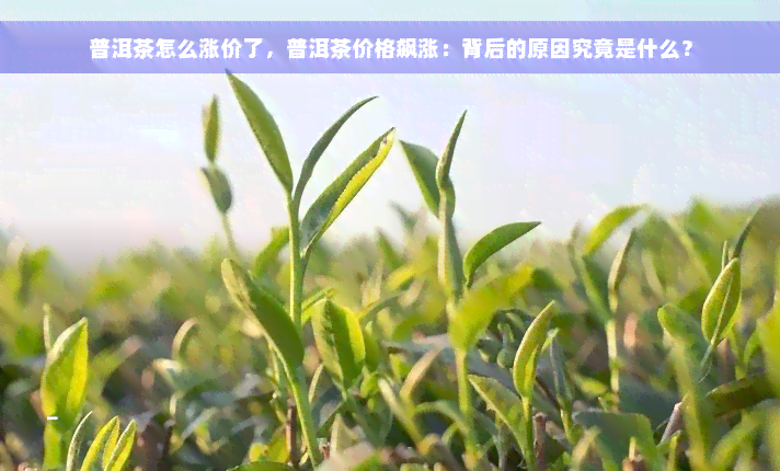 普洱茶怎么涨价了，普洱茶价格飙涨：背后的原因究竟是什么？