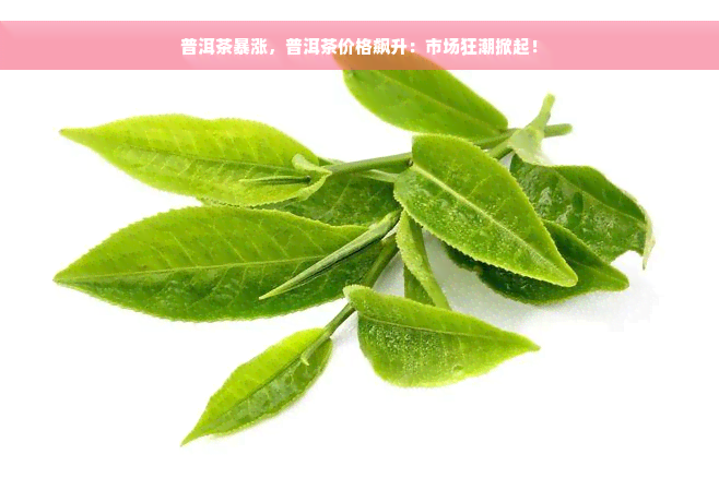 普洱茶暴涨，普洱茶价格飙升：市场狂潮掀起！