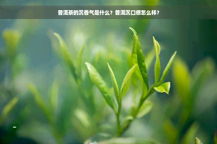 普洱茶的沉香气是什么？普洱沉口感怎么样？