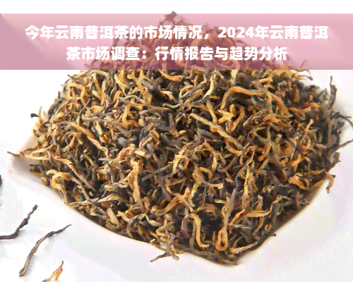 今年云南普洱茶的市场情况，2024年云南普洱茶市场调查：行情报告与趋势分析