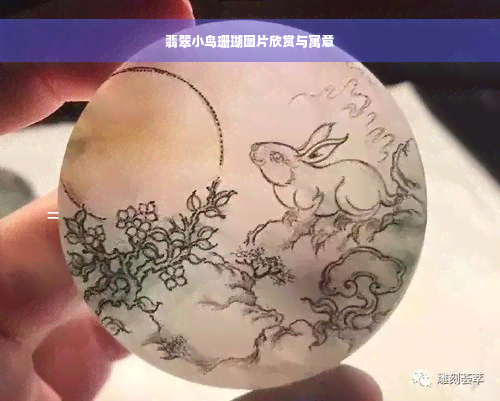 翡翠小鸟珊瑚图片欣赏与寓意