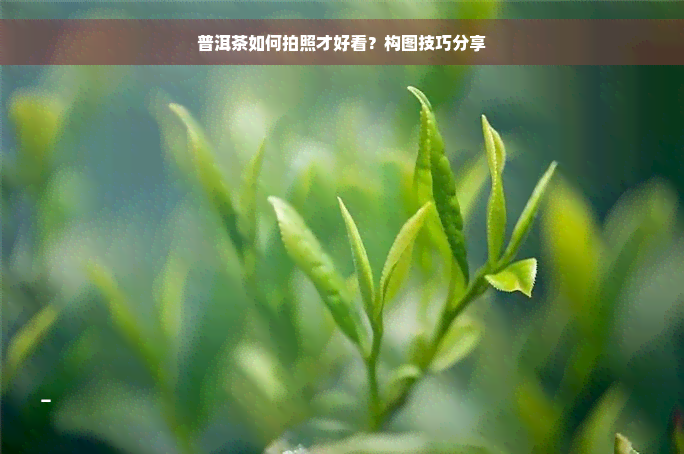 普洱茶如何拍照才好看？构图技巧分享