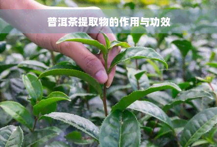 普洱茶提取物的作用与功效