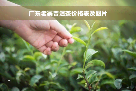 广东老寨普洱茶价格表及图片