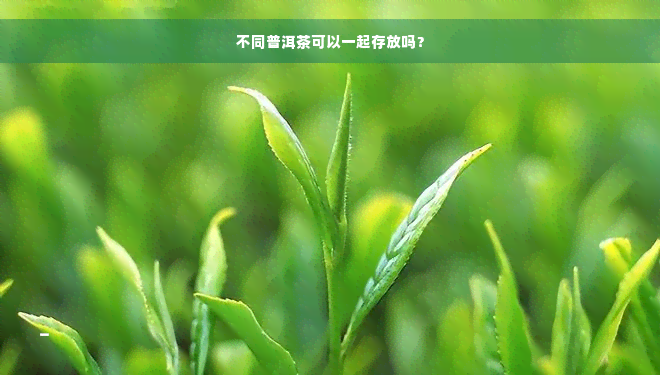 不同普洱茶可以一起存放吗？