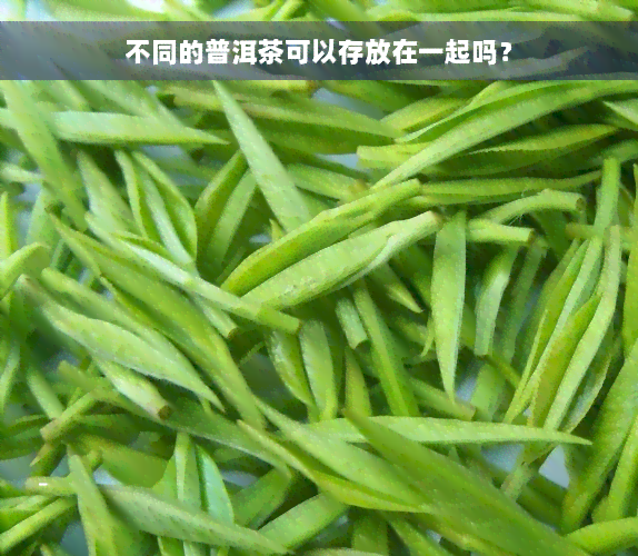 不同的普洱茶可以存放在一起吗？