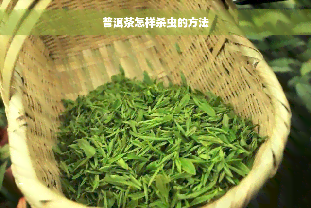 普洱茶怎样杀虫的方法