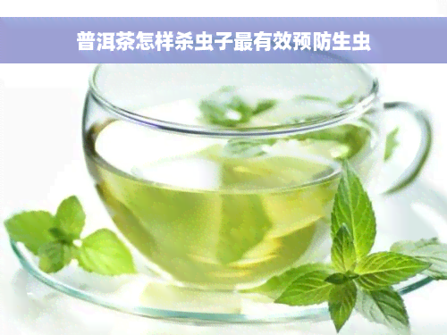 普洱茶怎样杀虫子最有效预防生虫