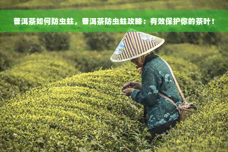 普洱茶如何防虫蛀，普洱茶防虫蛀攻略：有效保护你的茶叶！