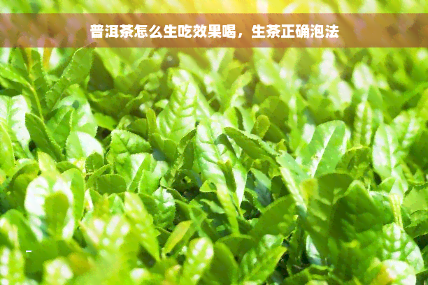 普洱茶怎么生吃效果喝，生茶正确泡法