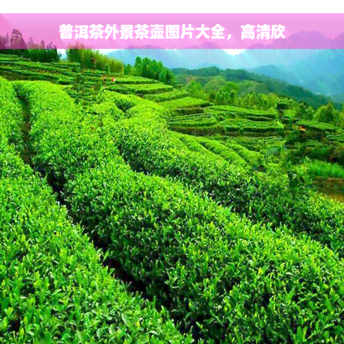 普洱茶外景茶壶图片大全，高清欣