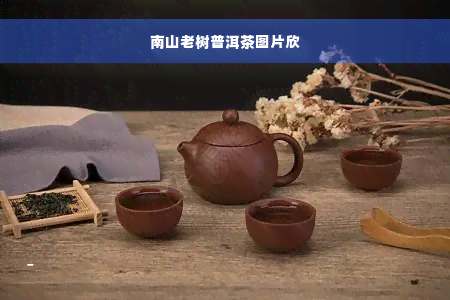 南山老树普洱茶图片欣