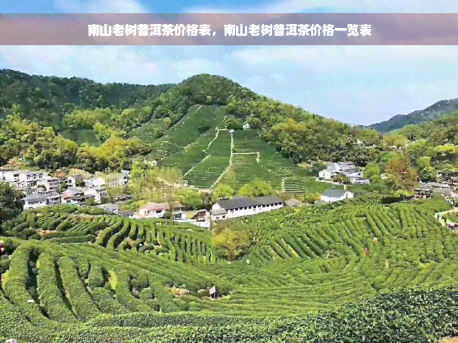 南山老树普洱茶价格表，南山老树普洱茶价格一览表