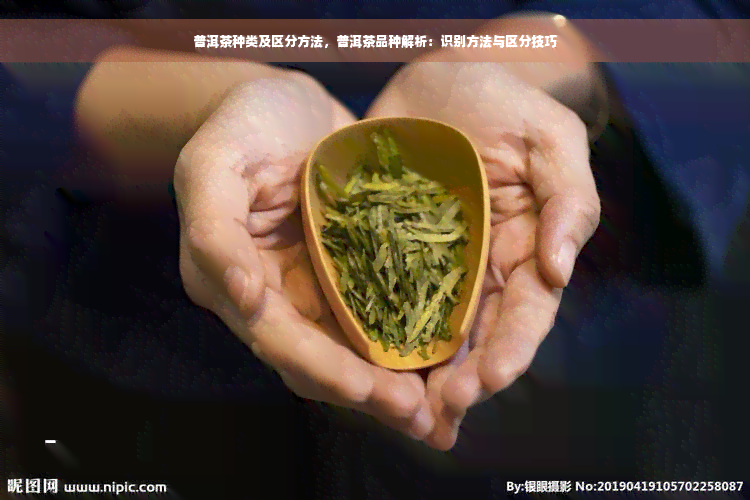 普洱茶种类及区分方法，普洱茶品种解析：识别方法与区分技巧