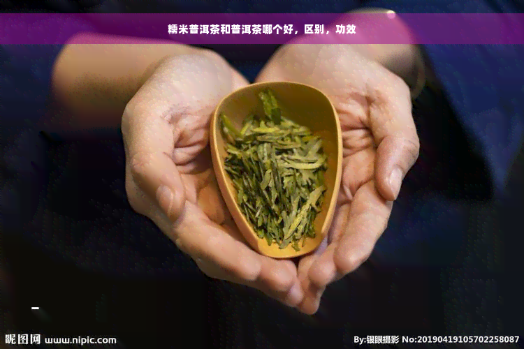 糯米普洱茶和普洱茶哪个好，区别，功效