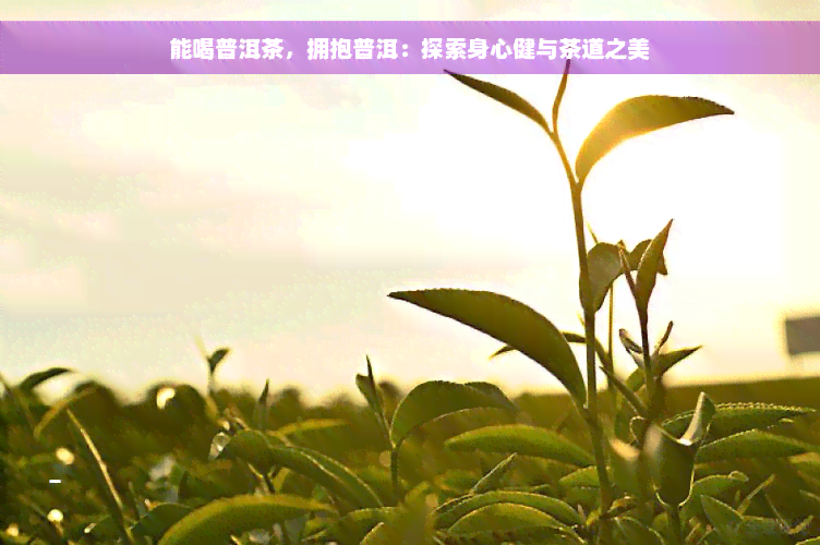 能喝普洱茶，拥抱普洱：探索身心健与茶道之美