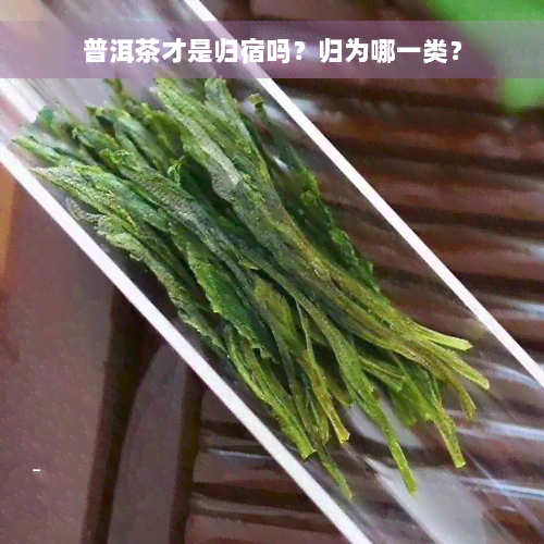 普洱茶才是归宿吗？归为哪一类？