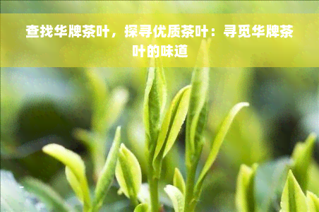 查找华牌茶叶，探寻优质茶叶：寻觅华牌茶叶的味道