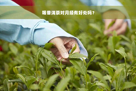 喝普洱茶对月经有好处吗？