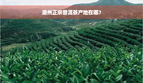 潮州正宗普洱茶产地在哪？