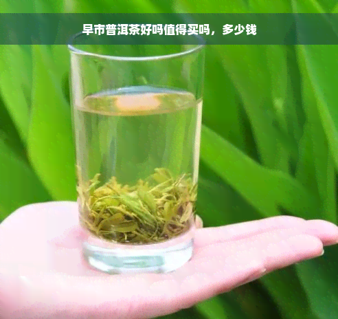 早市普洱茶好吗值得买吗，多少钱