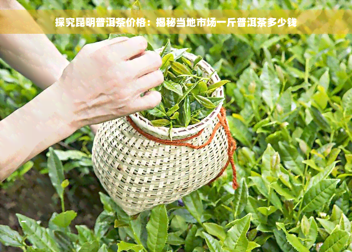 探究昆明普洱茶价格：揭秘当地市场一斤普洱茶多少钱