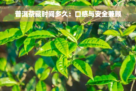 普洱茶藏时间多久：口感与安全兼顾